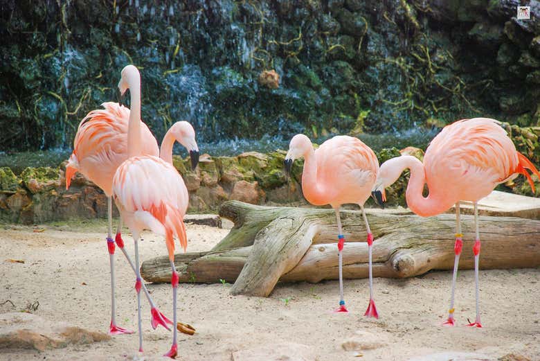 Flamencos en el aviario de Marineland