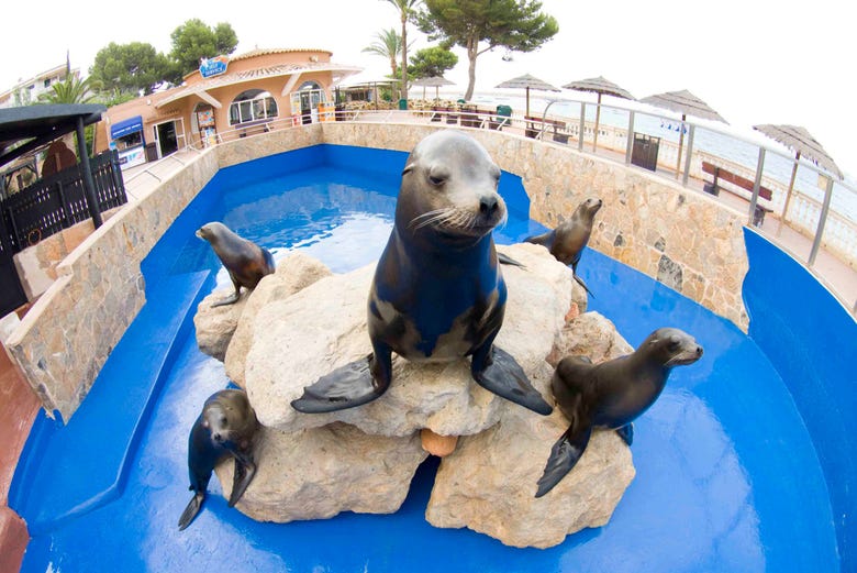 En Marineland veréis diversos ejemplares de focas