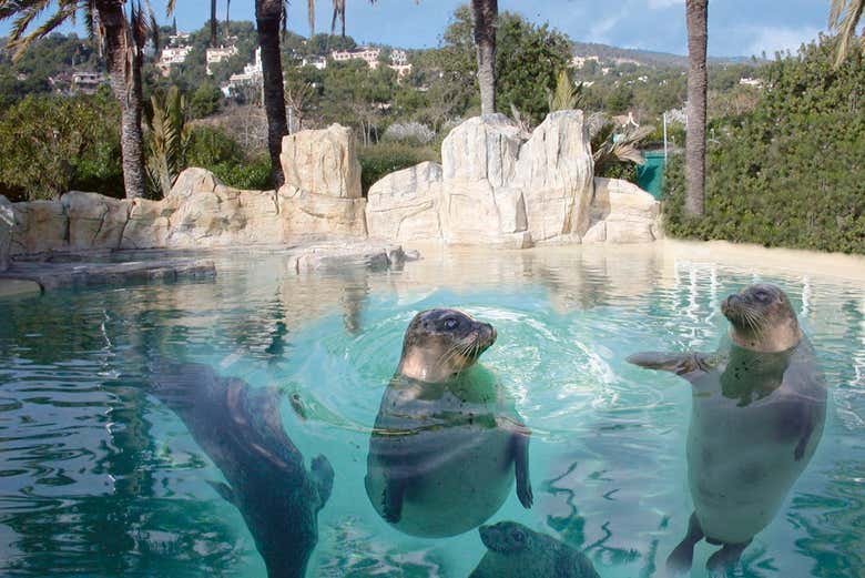 Estanque de focas marinas