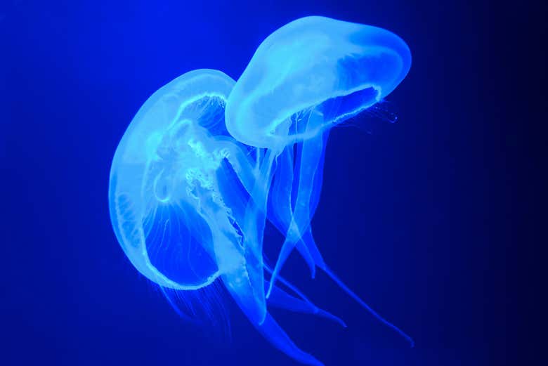 Medusa en el Palma Aquarium