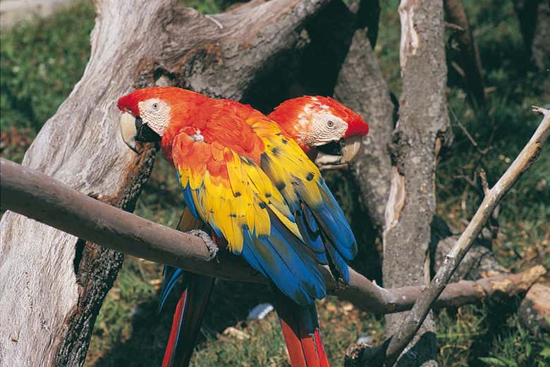 Papagayos en el aviario de Marineland