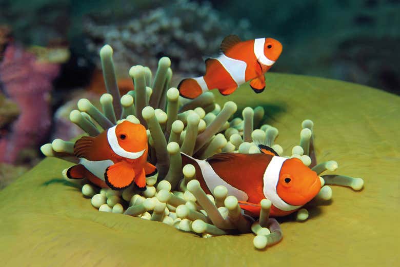 Peces payaso en el Palma Aquarium