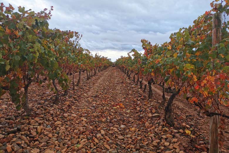 Visite des vignobles