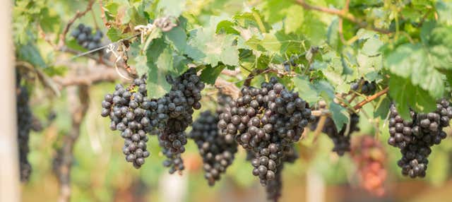 Visita a Vinos Heraclio Alfaro