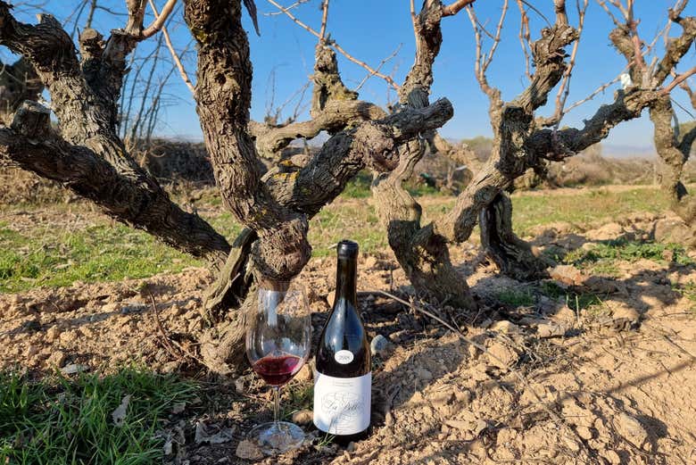Une bouteille et un verre de vin à côté d'un cep de vigne