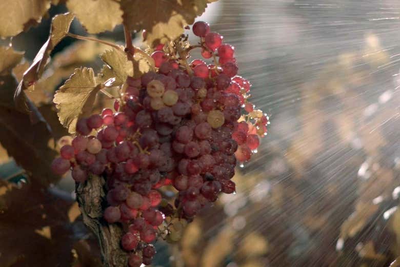 Uvas de los viñedos de Celler Lagravera