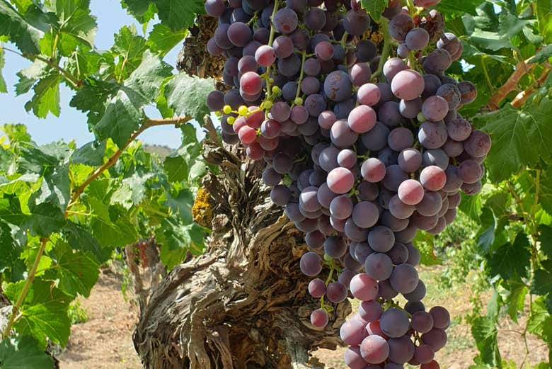 Une grosse grappe de raisin sur la vigne