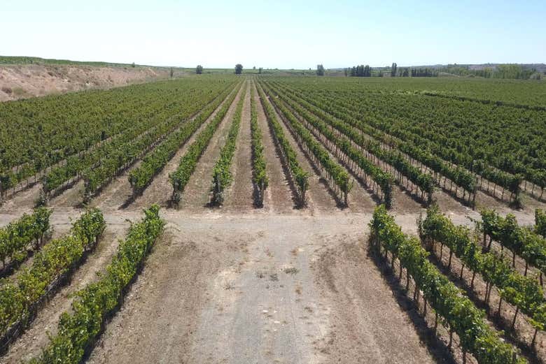 Vue aérienne sur les vignobles