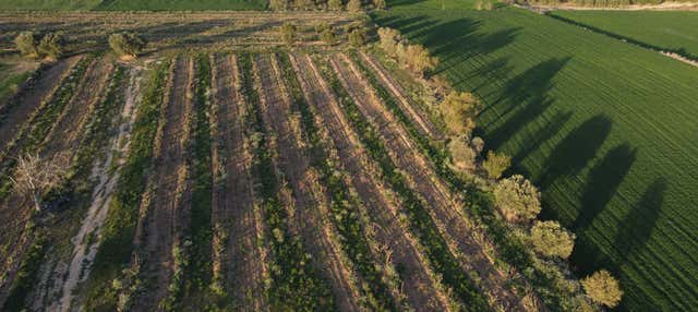 Visita a la bodega Celler Lagravera