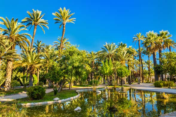 Excursión a Elche y Parque Natural El Hondo