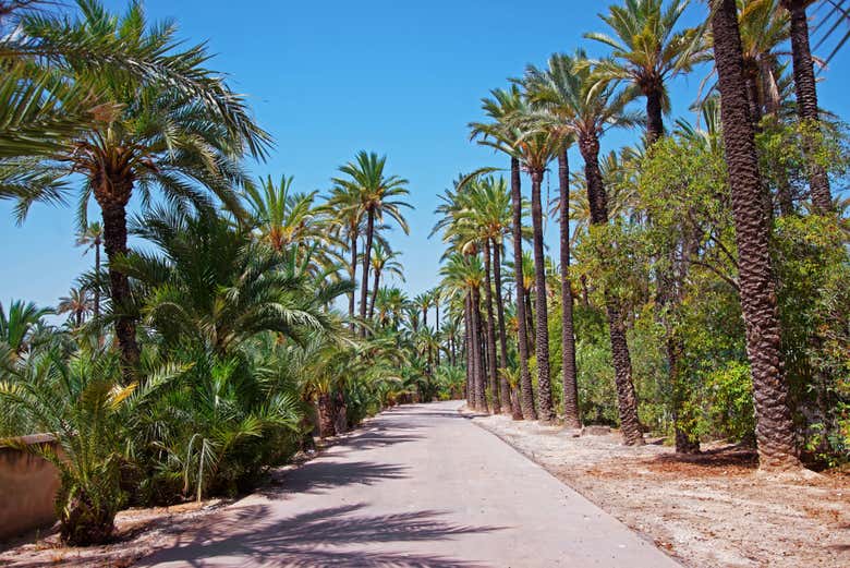 Promenade dans la palmeraie d'Elche