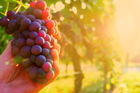 Visite d'un vignoble et de sa cave à vin