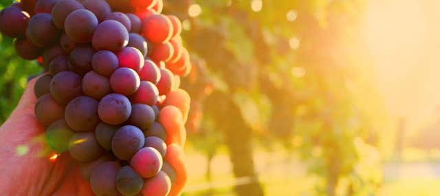 Tour de viñedos y bodegas