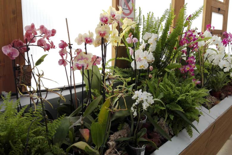 Contemplando las flores de Orchydarium