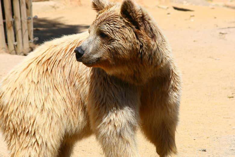 Oso en el parque Oasys de Almería