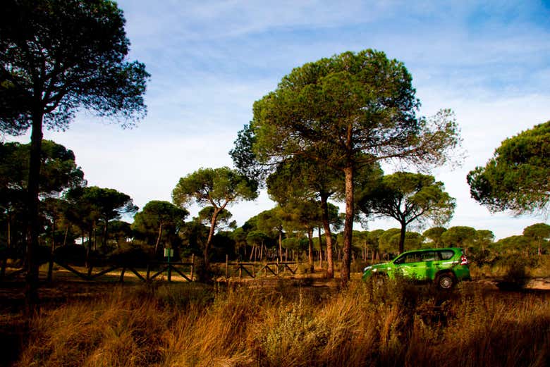 Heading into Doñaña's forests