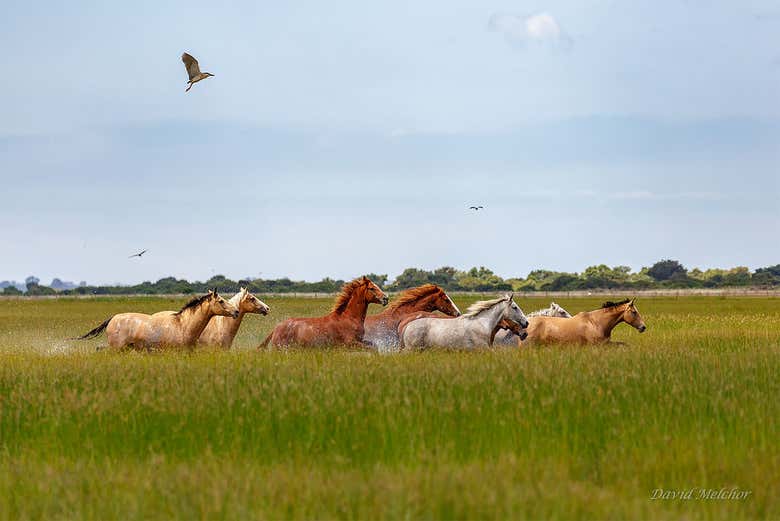 Wild horses