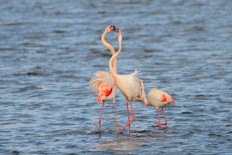Flamingos in Donana National Park