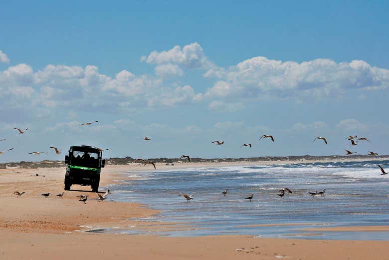 Recorriendo las playas de Doñana