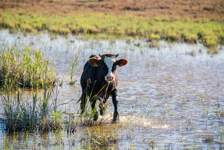 A bull grazing in Donana