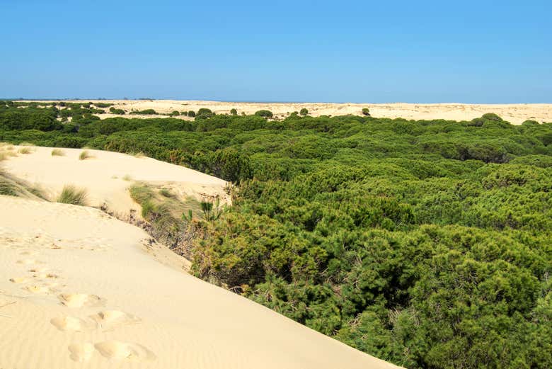 Dunes and vegetation in Donana