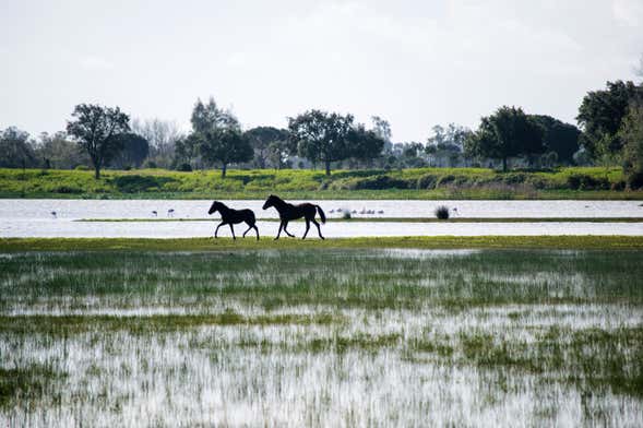 Visita guiada por el Parque Nacional de Doñana