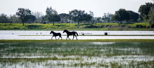 Visita guiada por el Parque Nacional de Doñana