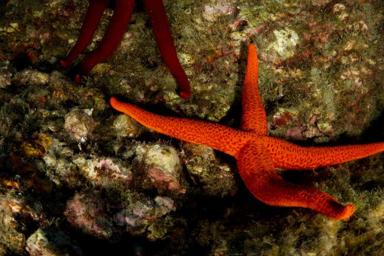 Estrella de mar
