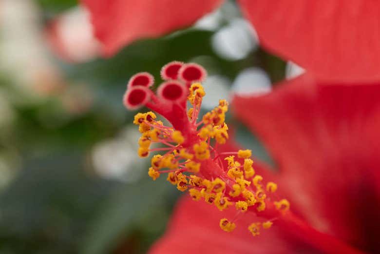Flores do parque botânico-arqueológico El Majuelo
