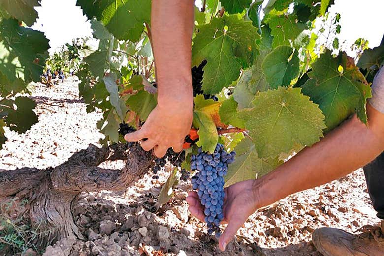Conociendo las variedades de uvas que se cultivan aquí