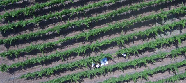 Visita às adegas Pérez Hidalgo