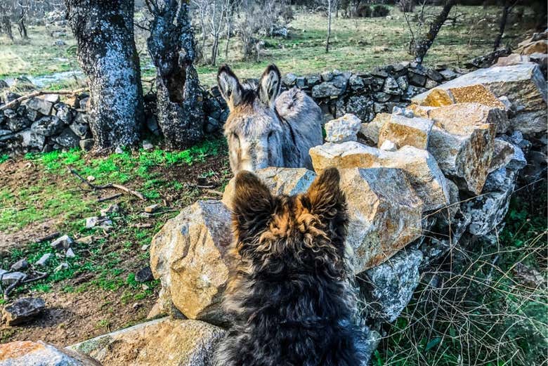 Animales en las afueras de Alpedrete