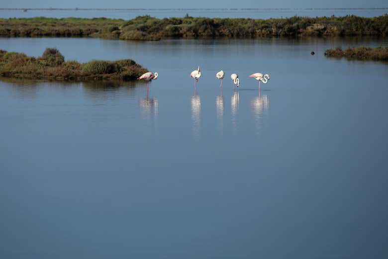 Fauna de MónNatura Delta de l'Ebre