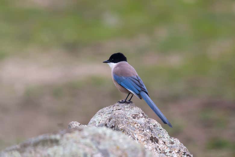 Aves en la Sierra de Andújar
