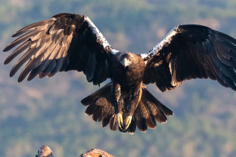Avistamiento de aves en la Sierra de Andújar