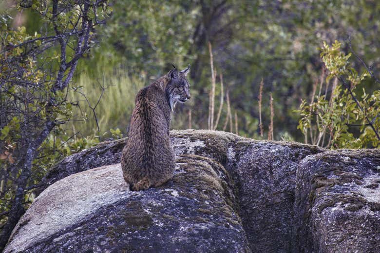 Un lince ibérico en la Sierra de Andújar