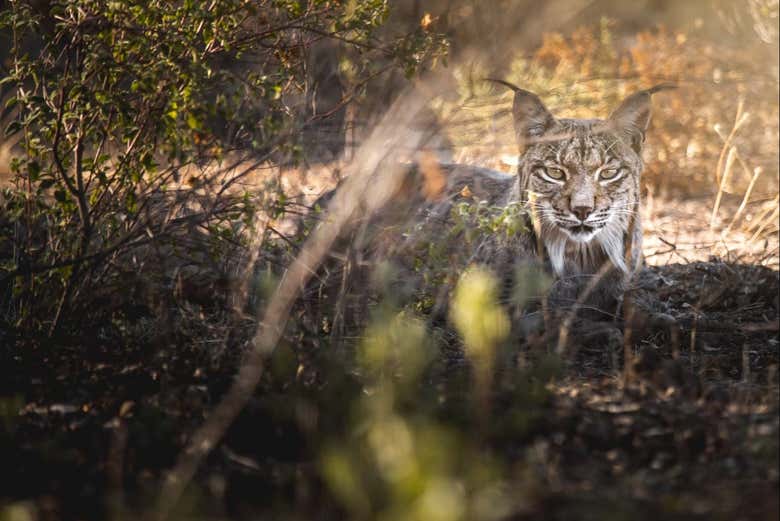 Contemplando o lince ibérico