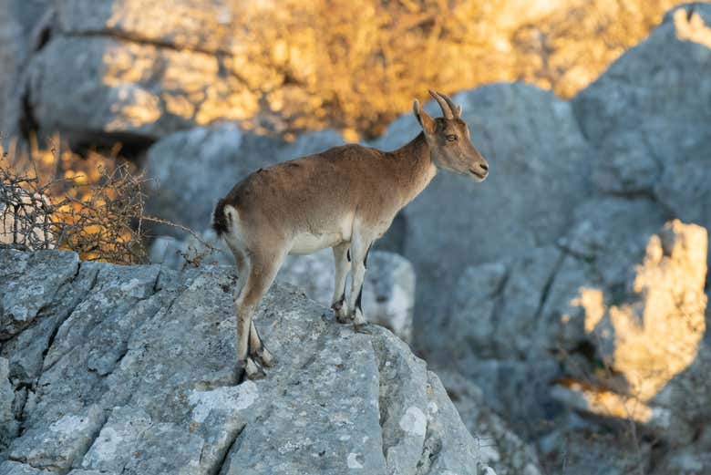 Una de las cabras montesas entre los riscos