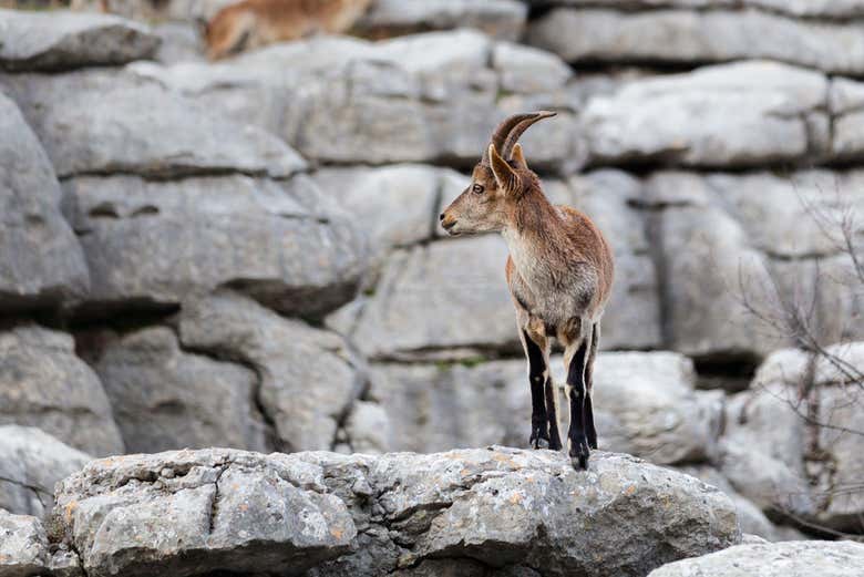 Une chèvre dans le Torcal d'Antequera