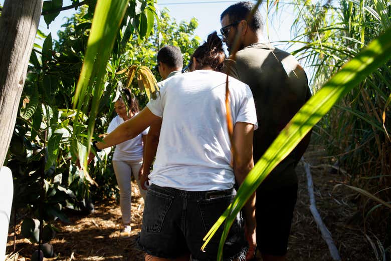 Plantations que vous visiterez
