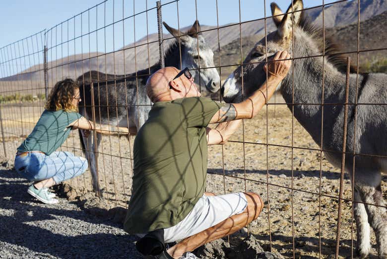 Saluez les ânes à la ferme