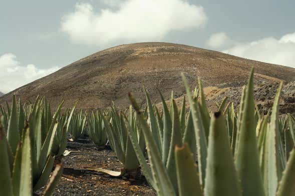 Visite d'une plantation d'aloe vera, d'oliviers et de permaculture