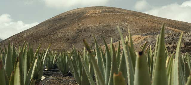 wo kann ich aloe vera blätter kaufen Aloe Vera kaufen | Aloe vera main image 1