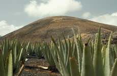 Visita di una piantagione di aloe vera, ulivi e permacultura