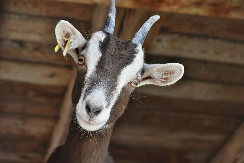 Conociendo a las cabras de la granja