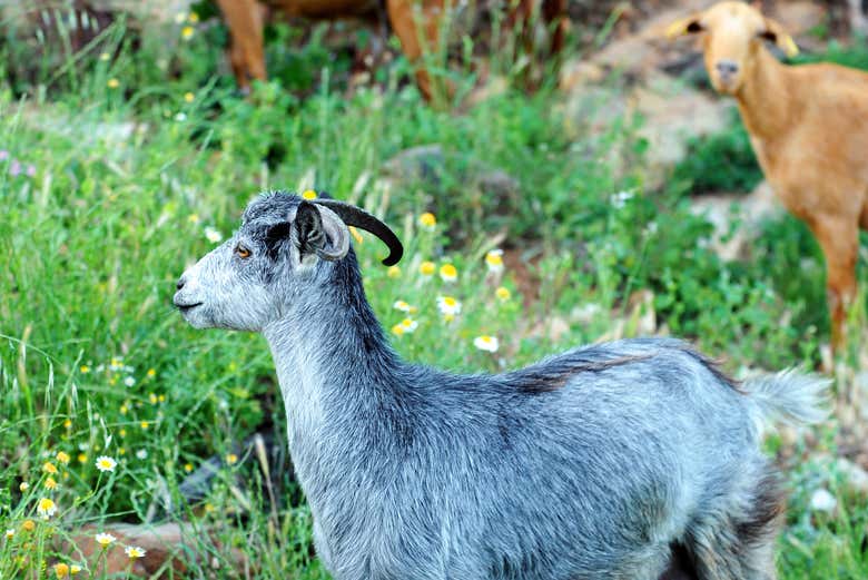 Cabras