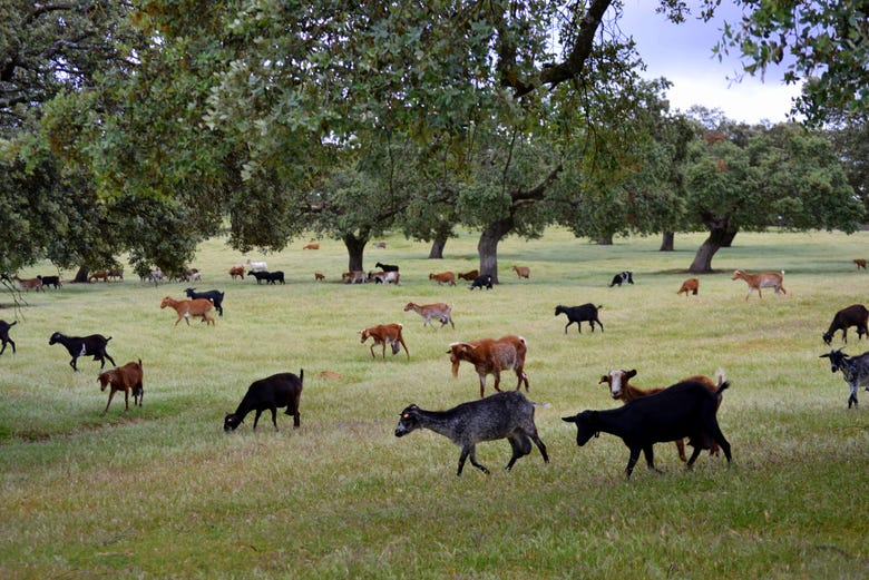 Cabras en la granja
