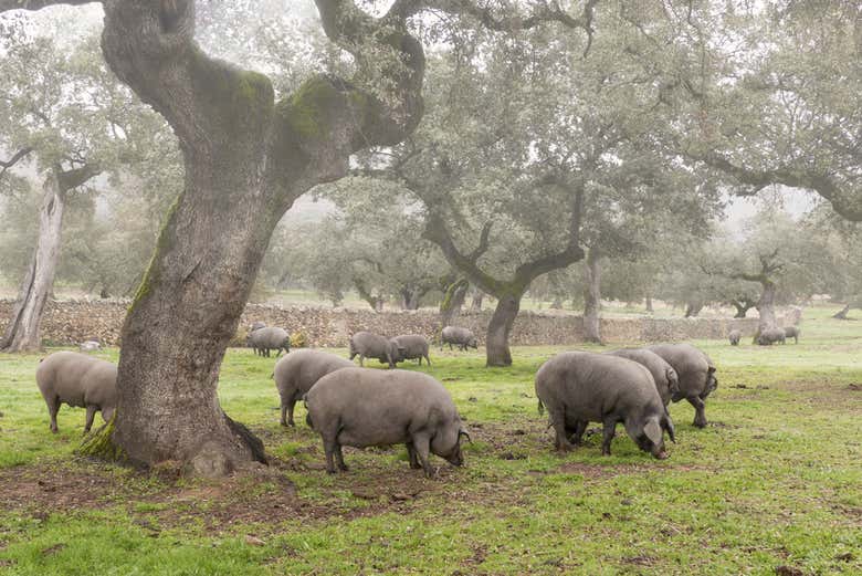 Cerdos ibéricos en la dehesa
