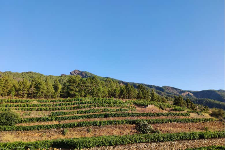 I vigneti delle cantine Ferrera