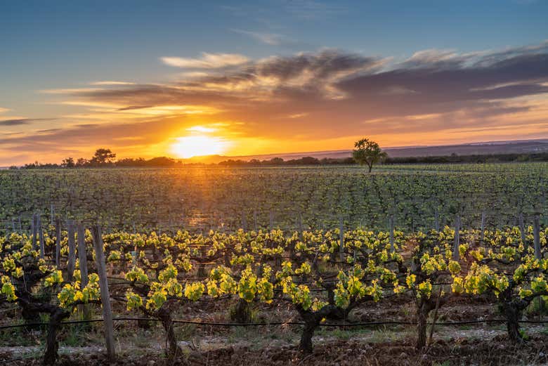 Sunset at the vineyard